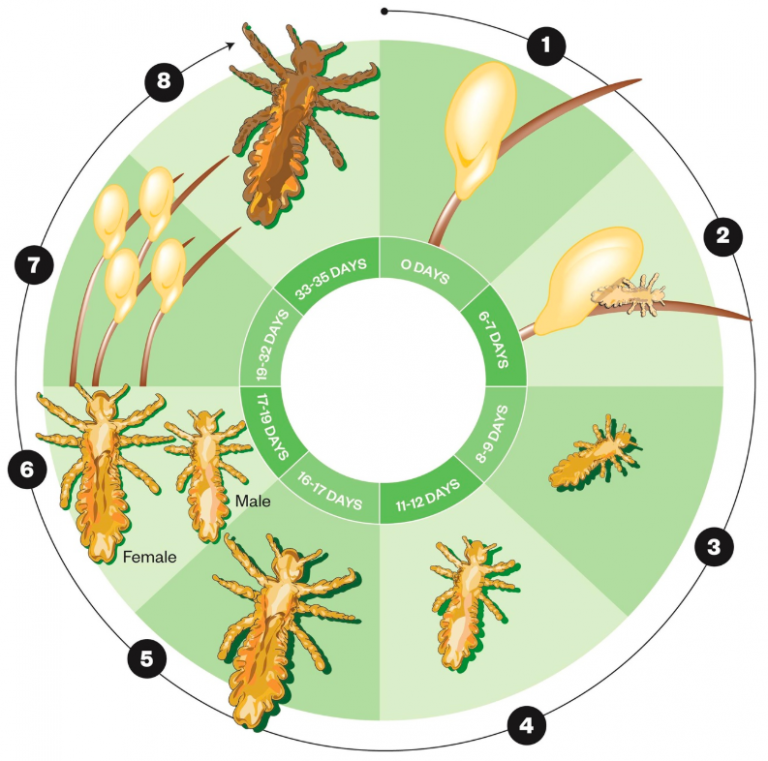 Life Stages Of Lice